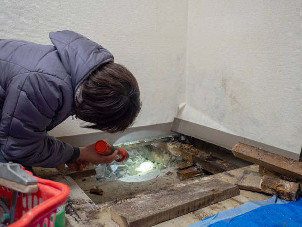 Best Mold Odor Removal Services  in Audubon, NJ